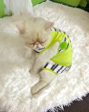 Lime Fuzz Tişört ve İç Çamaşırı Set Kedi Kıyafeti Kedi Kostümü