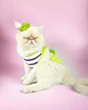 Lime Fuzz Atlet Kedi Kıyafeti Kedi Elbisesi