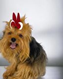 Köpek Tokası Bunny Red Toka, Köpek Aksesuar