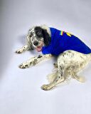 Uno Blue Büyük Irk Köpekler İçin Tişört