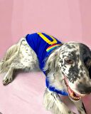 Uno Blue Büyük Irk Köpekler İçin Tişört