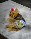 Forest Kemique's Secret Köpek İç Çamaşırı Regl Külot Don