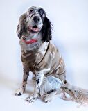 Soft Kamuflaj Sweatshirt Orta ve Büyük Irklar İçin