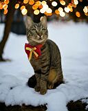 Mini Rudolph Kedi Papyonu Kurdela Tasma 