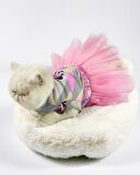 Pinky Minnie Polar Tütülü Kedi Elbisesi, Kıyafeti Tutu