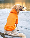 Orange Kapşonlu Sweatshirt, Orta ve Büyük Irklar İçin