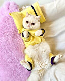Sunny Teddy Tulum Yastık Takım Uyku Set Kedi Tulum Elbise