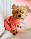 Puanti Kalın Penye Köpek Tulum Pijama