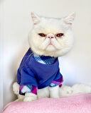 Monogram Purp Polar Kedi Tulum Pijama