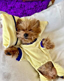 Sunny Teddy Tulum Yastık Takım Uyku Set Köpek Tulum Elbise