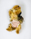Pink Shine Kemique's Secret Köpek İç Çamaşırı Regl Külot Don