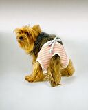 Pink Shine Kemique's Secret Köpek İç Çamaşırı Regl Külot Don