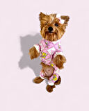 Teddy Toad Penye Köpek Tulum Pijama