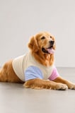 Soft Sun Orta ve Büyük Irk Köpek Tişörtü | Lacivert Kırmızı Yazlık Köpek Kıyafeti