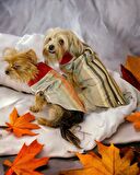 Stripe Orange Su itici Köpek Yağmurluğu 