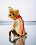 Stripe Orange Su itici Köpek Yağmurluğu 