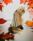 Stripe Orange Su itici Köpek Yağmurluğu 