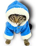 Blue Furry Kapşonlu Sweatshirt Ceket Kedi Süeteri Kıyafeti 