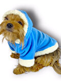 Blue Furry Kapşonlu Ceket Sweat by Kemique Köpek Kazağı 