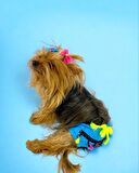 Blue Tufty Kemique's Secret Köpek İç Çamaşırı Regl Külot Don