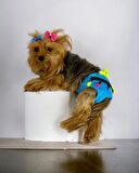 Blue Tufty Kemique's Secret Köpek İç Çamaşırı Regl Külot Don