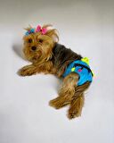 Blue Tufty Kemique's Secret Köpek İç Çamaşırı Regl Külot Don