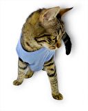 Blue Hersey Beck Kedi Elbisesi Kedi Kıyafeti 