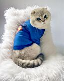 Mavi Superman Kedi Tişörtü Kedi Kıyafeti Kedi Elbisesi