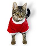 Cat SantaBow Yılbaşı Kedi Sweati