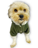 Furry Cream Kapşonlu Ceket Sweat by Kemique Köpek Kazağı 