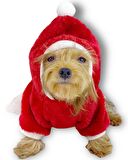 Gold Santa Yılbaşı Köpek Sweatshirt, Noel Sweatshirt