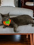 Green Bunny Kedi Bandana, Fular, Kedi Kıyafeti Kedi Elbisesi, Kedi Tasması