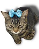 Kedi Tokası Stripe Serisi Blue