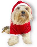 Santa Time Yılbaşı Köpek Sweatshirt, Noel Sweatshirt