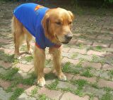 Superman Tişört Büyük Irk Köpekler İçin