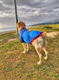 Superman Tişört Büyük Irk Köpekler İçin