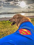 Superman Tişört Büyük Irk Köpekler İçin