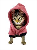 Student Rabbit Sweatshirt Kedi Kıyafeti Kedi Elbisesi