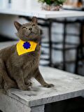Yellow Blue Kedi Bandana, Fular, Kedi Kıyafeti Kedi Elbisesi, Kedi Tasması