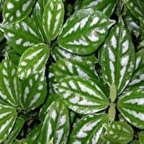 Topçu, Aliminyum Çiçeği, Karyağdı Çiçeği Pilea Cadierei 10-20 cm