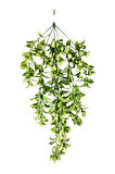 Yapay Krem Detaylı Limon Çiçeği 5 Dallı Sarkıt 80x50