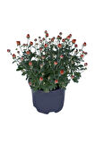 Kasımpatı Saksı’da (chrysanthemum) Turuncu Renk 10-20 cm