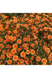 Kasımpatı Saksı’da (chrysanthemum) Turuncu Renk 10-20 cm