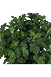 Kasımpatı Saksı’da (chrysanthemum) Kırmızı Renk 10-20 cm