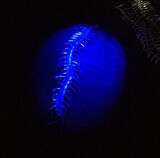 Şeffaf Renk Karanlıkta Parlayan Fosforlu Kırkayak 13 cm 1 Adet