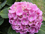 Pembe Ortanca Fidanı 10-20 Cm