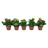 Kalanchoe Laetivirens Sukulent 8.5 Cm Saksıda 