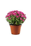 Kasımpatı Krizantem Chrysanthemum Karışık Renk Saksılı 10-20 cm