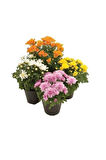 Kasımpatı Krizantem Chrysanthemum Karışık Renk Saksılı 10-20 cm