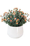 Kasımpatı Krizantem Chrysanthemum Karışık Renk Saksılı 10-20 cm